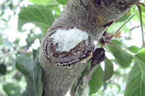 woolly apple aphid