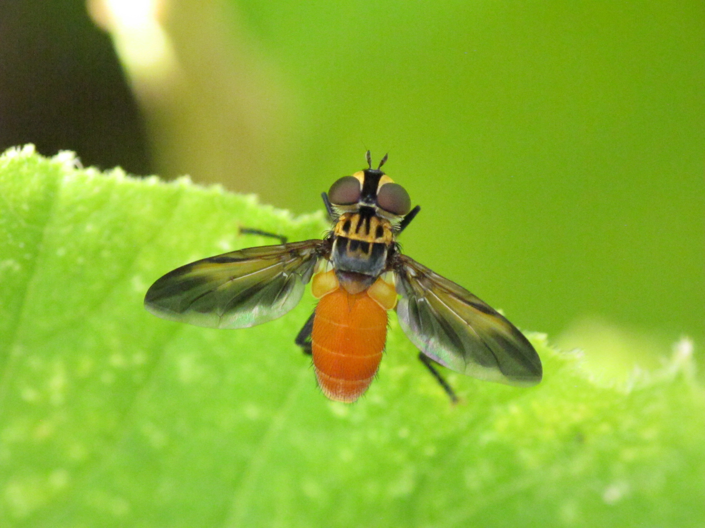 parasitic fly on squash bug