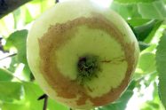 Frost ring around apple