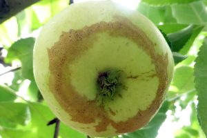 Frost ring around apple