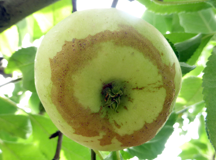 apple-frost-ring