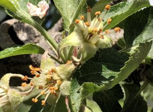 frost-killed apple flowers