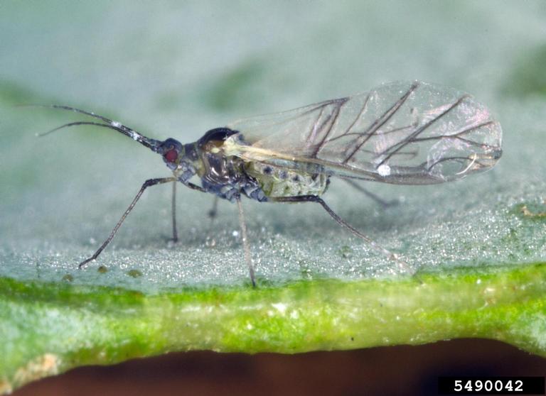 Cabbage_aphid_winged