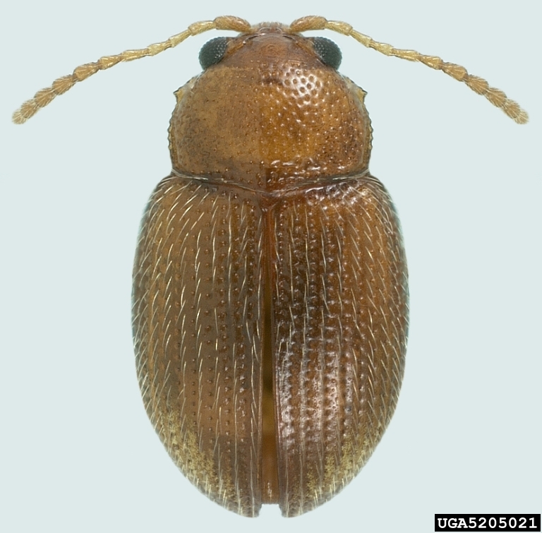 Flea_Beetle_tobacco
