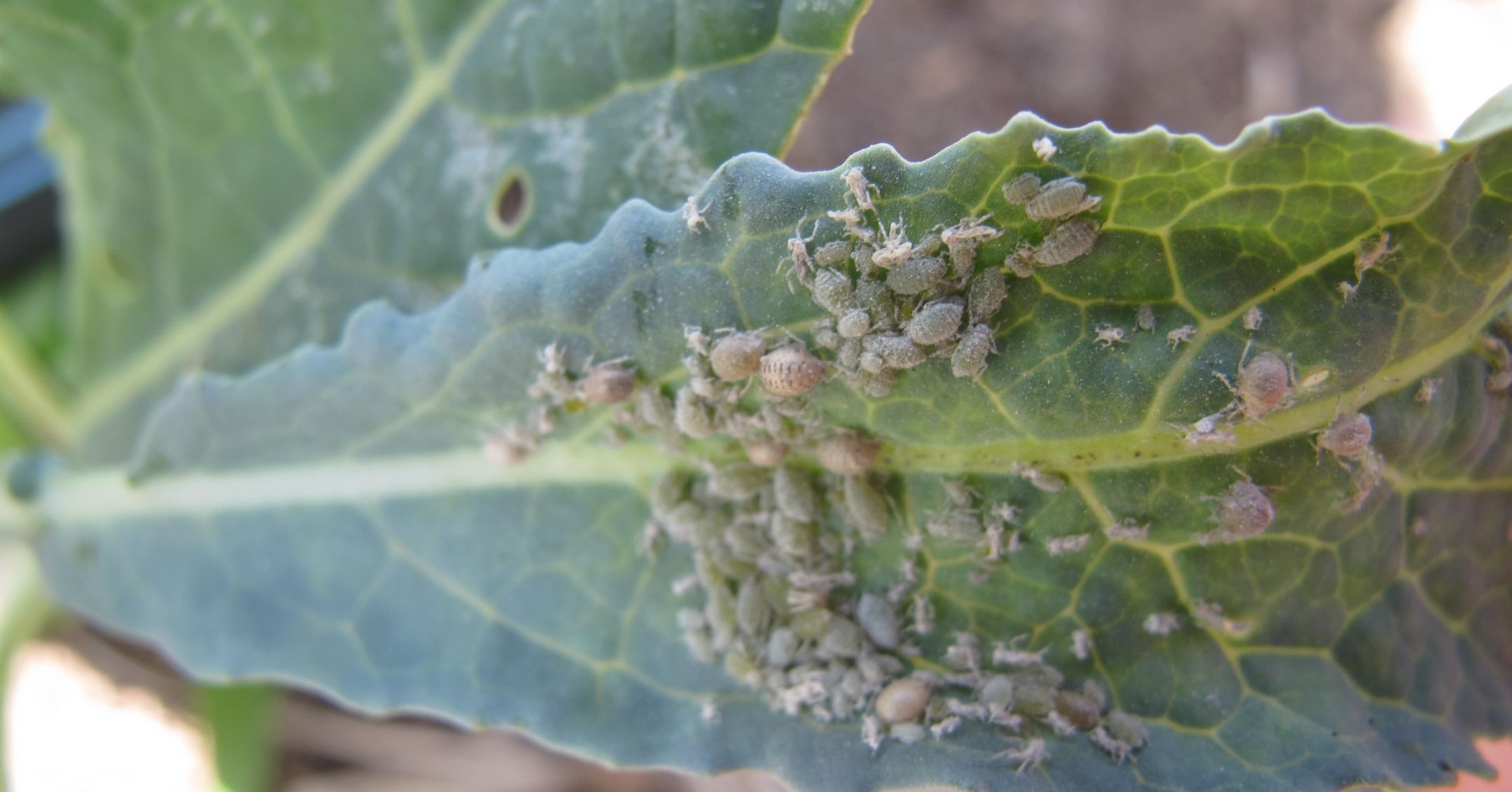 cabbage-aphids-kale