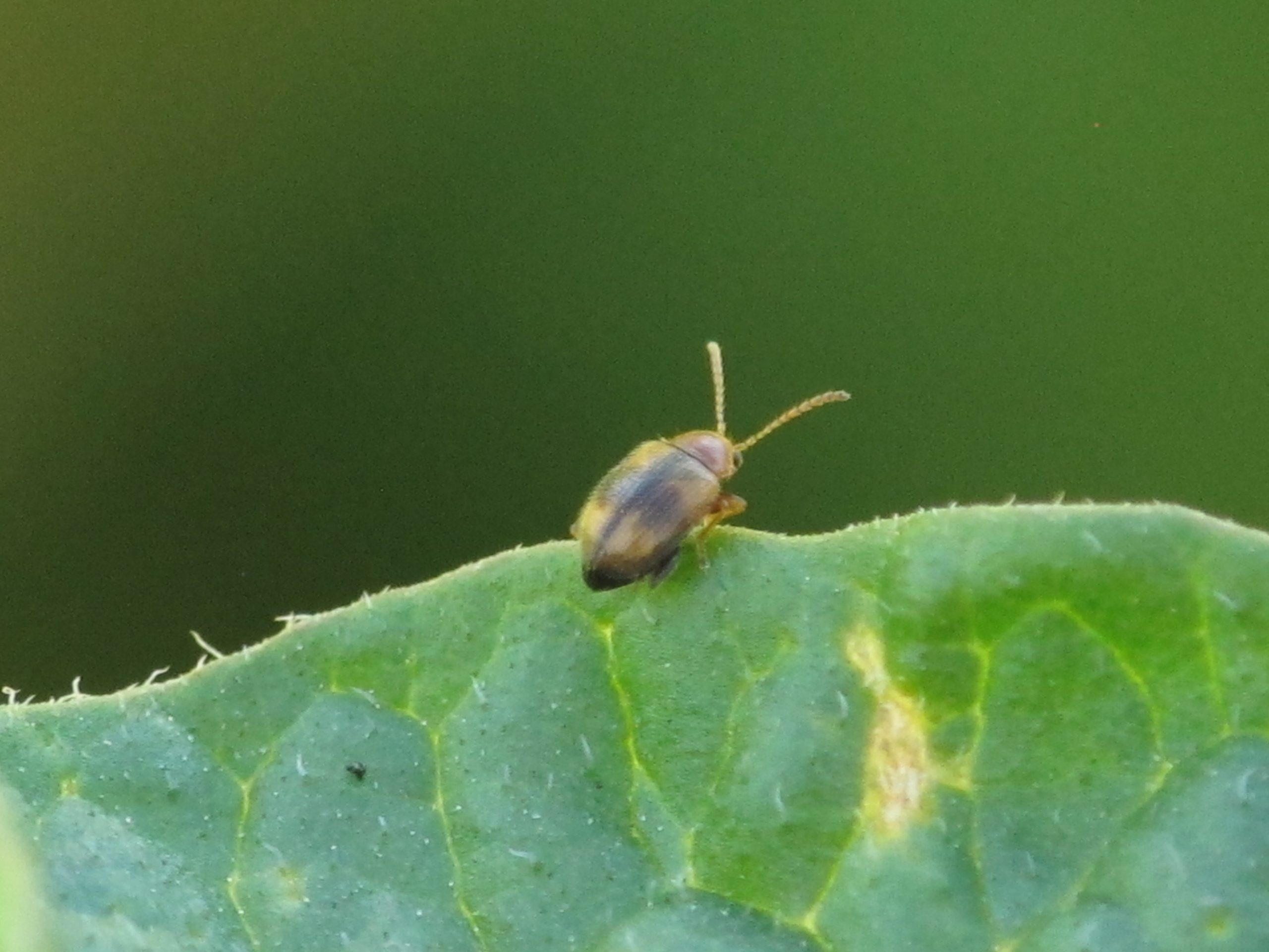 flea-beetle-bb