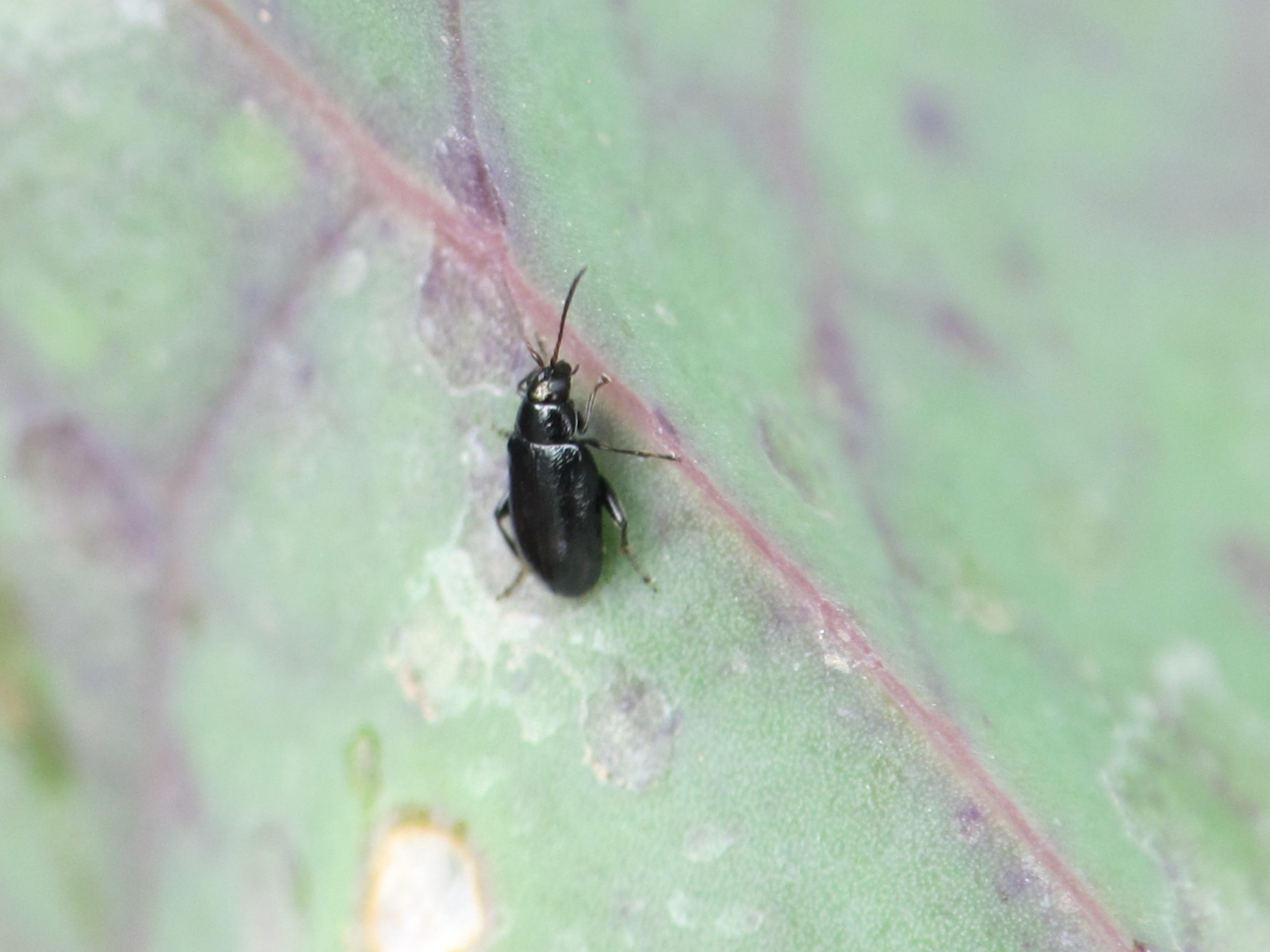 flea-beetle-western-black