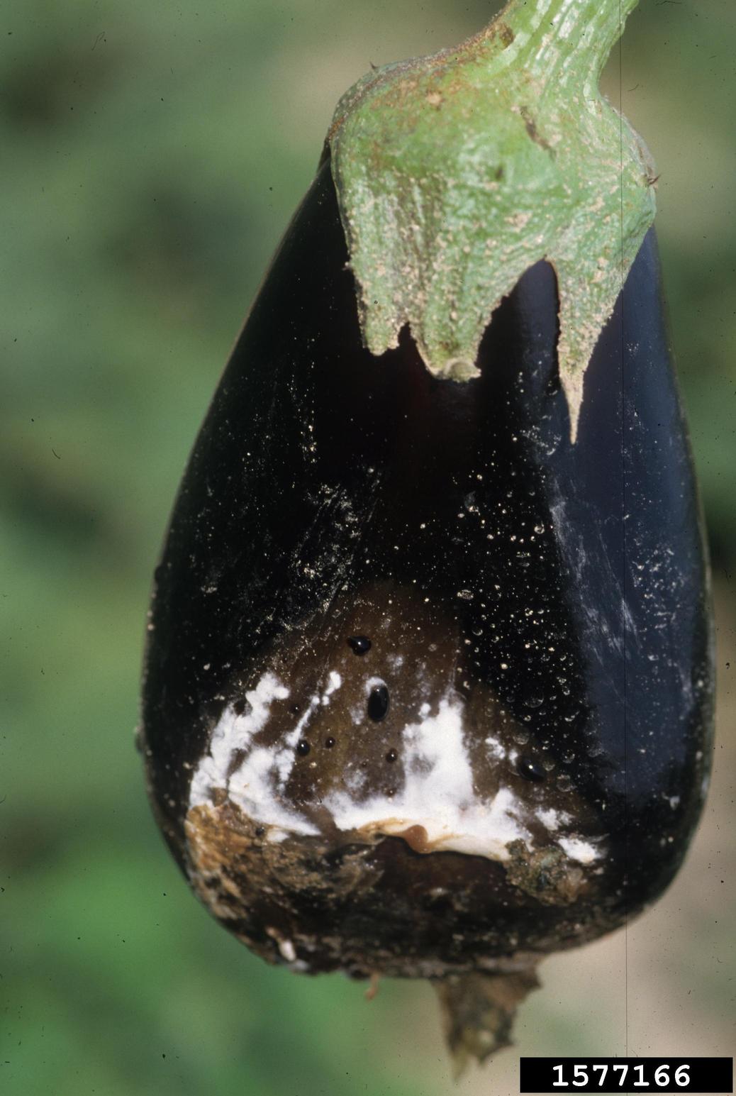 pythium-rot-eggplant