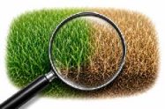 green and brown turf
