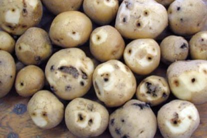 A group of potatoes all showing wireworm damage.